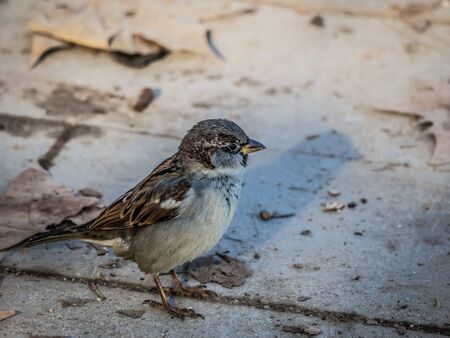 sparrows, small birds less and less numerous in the streets of Madridの写真素材