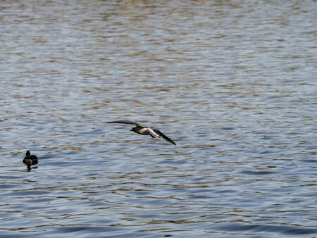 seagull on the Manzanares river as it passes through the city of Madridの写真素材