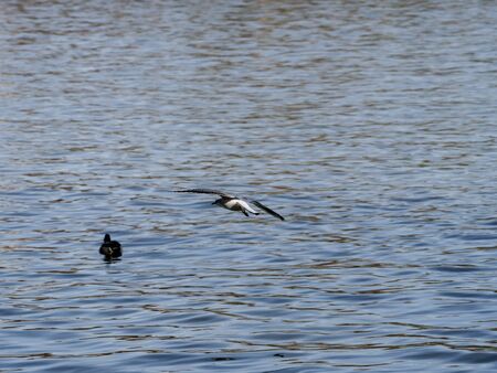 seagull on the Manzanares river as it passes through the city of Madridの写真素材