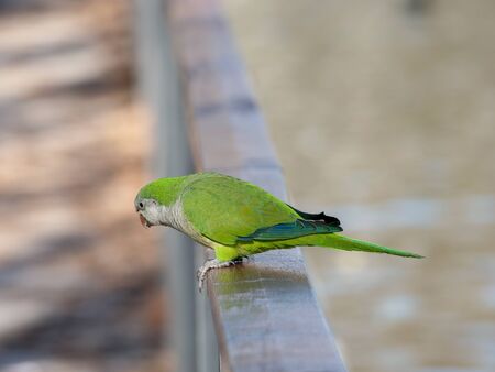 Argentine parrot invasive species that has multiplied by displacing native birds in Madridの写真素材