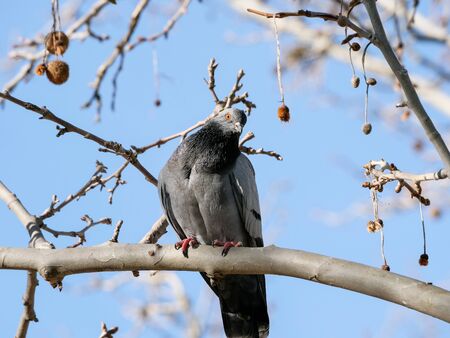 dove living in the streets and trees of the parks of Madridの写真素材