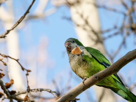 Argentine parrot invasive species that has multiplied by displacing native birds in Madridの写真素材