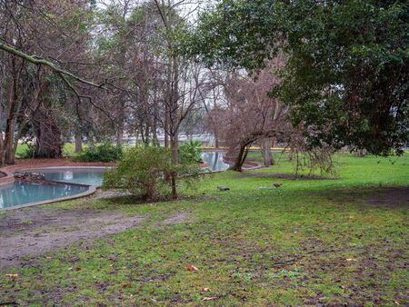 ducks and birds populate the parks of the city of Madridの写真素材