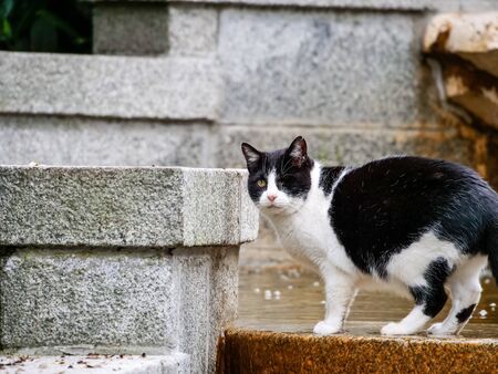 one-eyed cat black and white drinking water in a park fountainの写真素材