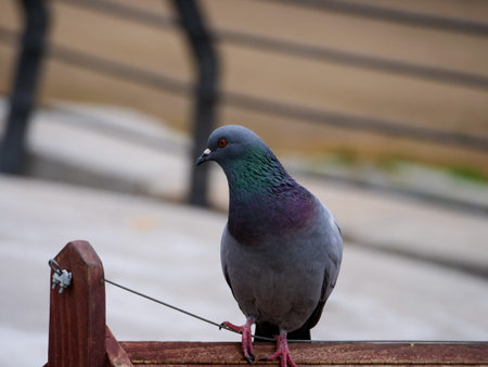 Common pigeons live in the public park of the RRetiro in Madrid