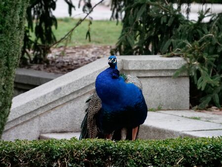 Peacock in the gardens of Retiro Park in the city of Madrid

の写真素材