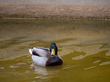 Ducks in the Retiro park recovered for funa and flora in the city of Madridの写真素材