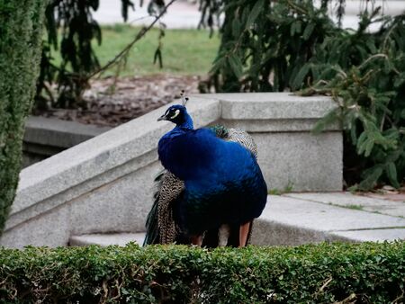 Peacock in the gardens of Retiro Park in the city of Madrid

の写真素材