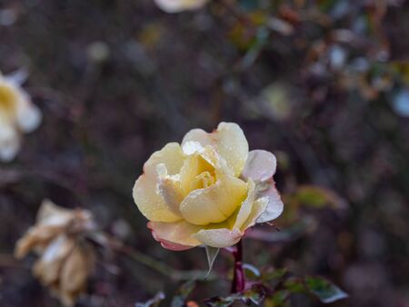 Some roses grow in winter at the Retiro Park in Madridの写真素材