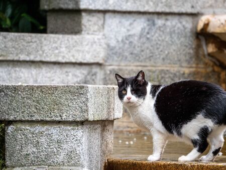 one-eyed cat black and white drinking water in a park fountainの写真素材