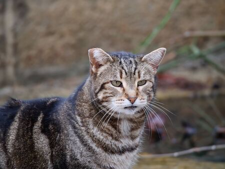 brown and black cat drinking water in a park fountainの写真素材