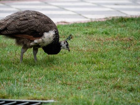 Peacock in the gardens of Retiro Park in the city of Madrid

の写真素材