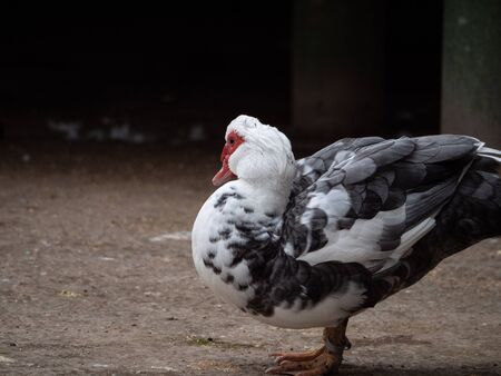 Moscovy duck in the Madrid Retiro public park

の写真素材