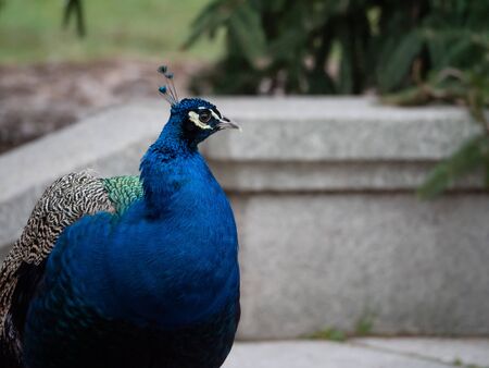 Peacock in the gardens of Retiro Park in the city of Madrid

の写真素材