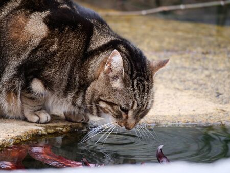 brown and black cat drinking water in a park fountainの写真素材
