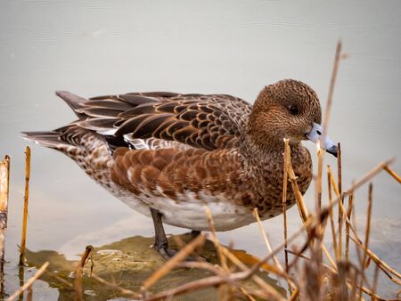 birds in the waters of the Gaudiana river in the town of Daimielの写真素材