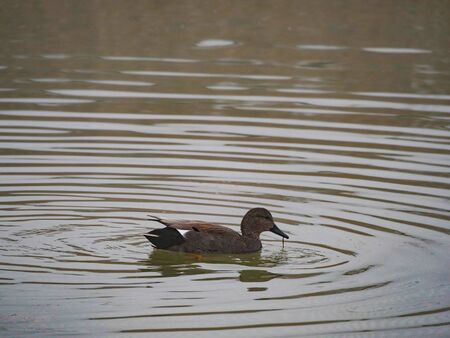 birds in the waters of the Gaudiana river in the town of Daimielの写真素材