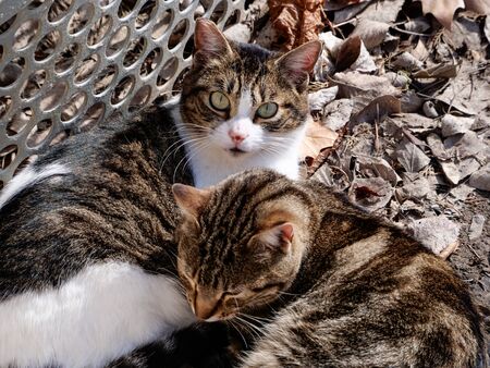 stray cats that live in the public park of the retreat in Madridの写真素材