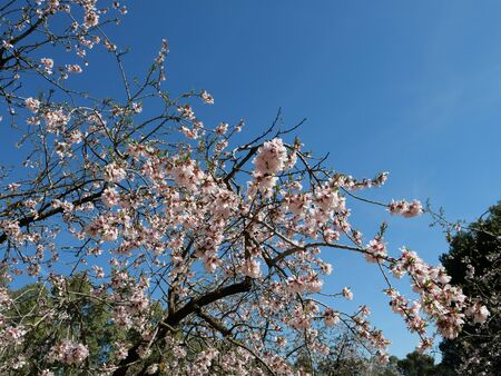 Almond trees in bloom in the month of february in the parks of Madridの写真素材