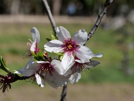 Almond trees in bloom in the month of february in the parks of Madridの写真素材