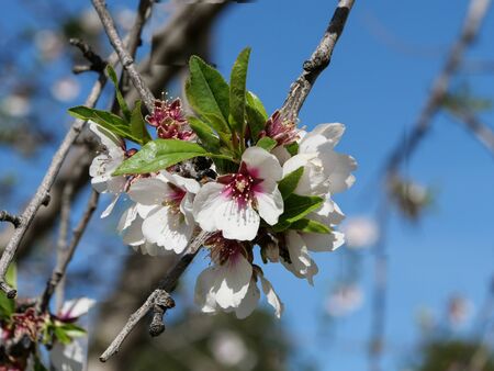 Almond trees in bloom in the month of february in the parks of Madridの写真素材