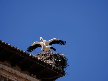storks on the top of the church steeples in Castilla y Leonの写真素材