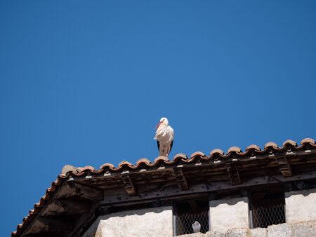 storks on the top of the church steeples in Castilla y Leonの写真素材