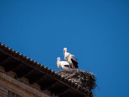 storks on the top of the church steeples in Castilla y Leonの写真素材