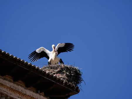 storks on the top of the church steeples in Castilla y Leonの写真素材