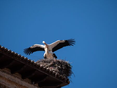 storks on the top of the church steeples in Castilla y Leonの写真素材