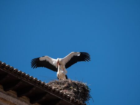 storks on the top of the church steeples in Castilla y Leonの写真素材
