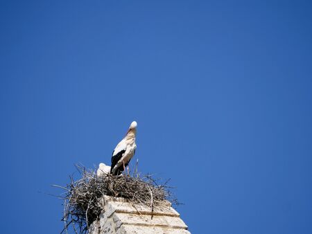 storks on the top of the church steeples in Castilla y Leonの写真素材
