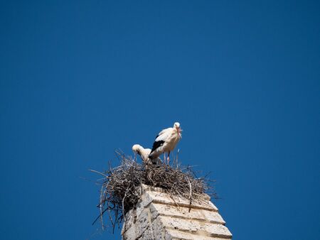 storks on the top of the church steeples in Castilla y Leonの写真素材