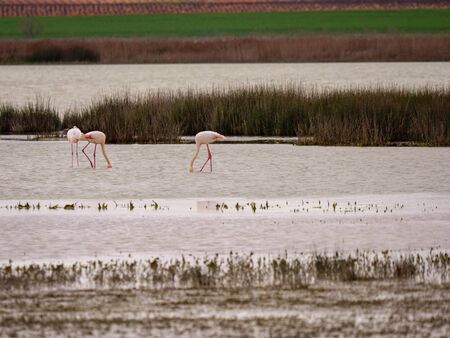 Falming  wintering in the wetlands of Castilla la Mancha, Spainの写真素材