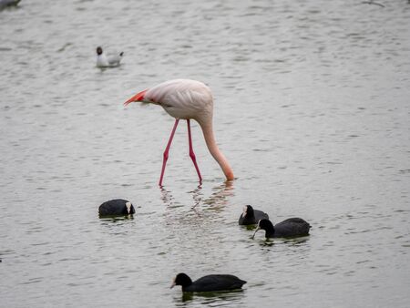 Falming  wintering in the wetlands of Castilla la Mancha, Spainの写真素材