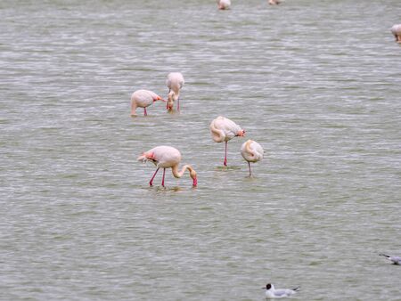 Falming  wintering in the wetlands of Castilla la Mancha, Spainの写真素材