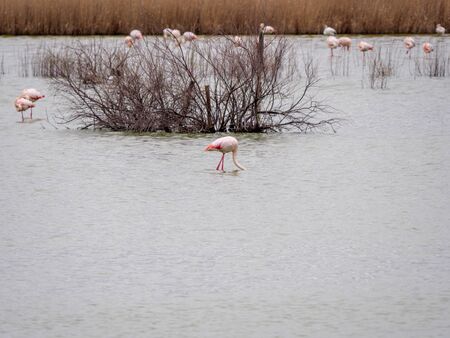 Falming  wintering in the wetlands of Castilla la Mancha, Spainの写真素材
