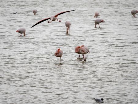Falming  wintering in the wetlands of Castilla la Mancha, Spainの写真素材