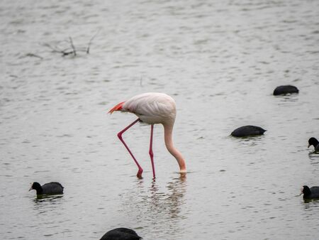 Falming  wintering in the wetlands of Castilla la Mancha, Spainの写真素材