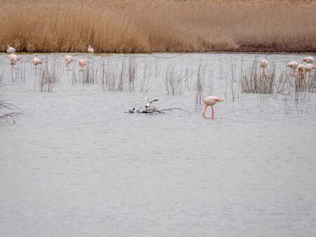 Falming  wintering in the wetlands of Castilla la Mancha, Spainの写真素材