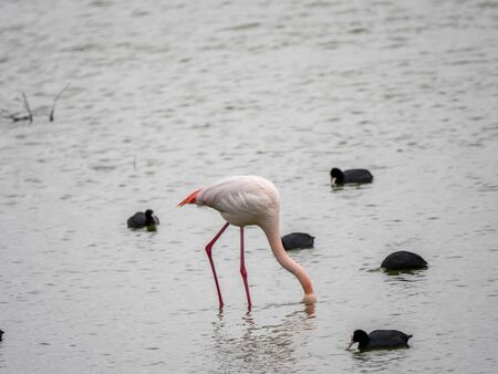 Falming  wintering in the wetlands of Castilla la Mancha, Spainの写真素材