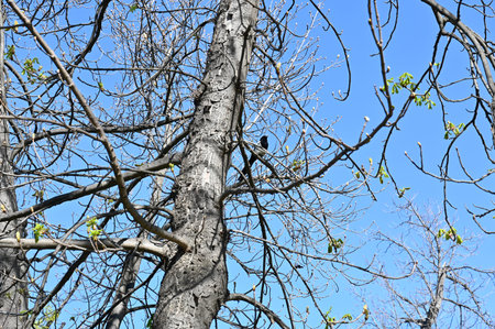 Trees and plants anticipate the arrival of spring in Madrid's public parksの写真素材