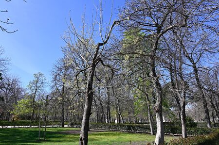Trees and plants anticipate the arrival of spring in Madrid's public parksの写真素材