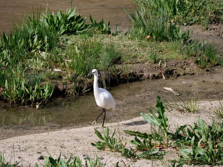 egret in the Manzanares River where they come and feedの写真素材