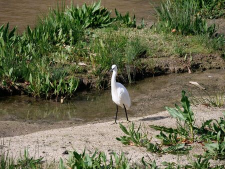 egret in the Manzanares River where they come and feedの写真素材