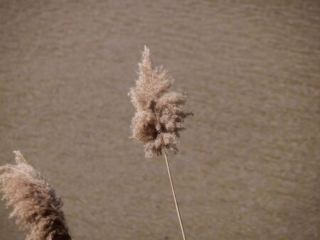 vegetation on the banks of the manzanares river as it passes through Madridの写真素材