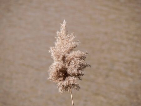 vegetation on the banks of the manzanares river as it passes through Madridの写真素材