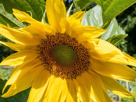 Florence flowers in spring in Madrid's parksの写真素材