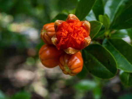 Florence flowers in spring in Madrid's parksの写真素材