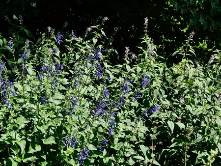 Florence flowers in spring in Madrid's parksの写真素材